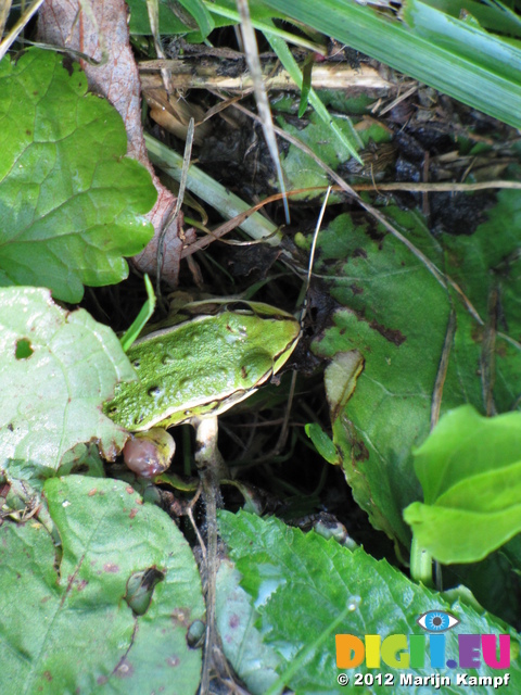 SX24017 Frog underneath leaves in Biesbosch